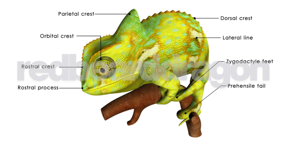Do Bearded Dragons Carry Diseases