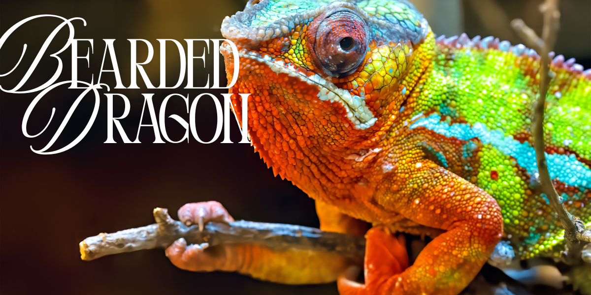 Bearded Dragon Health Issues