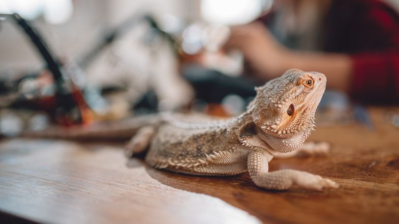 dragon