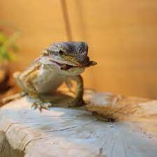 images of baby bearded bragon